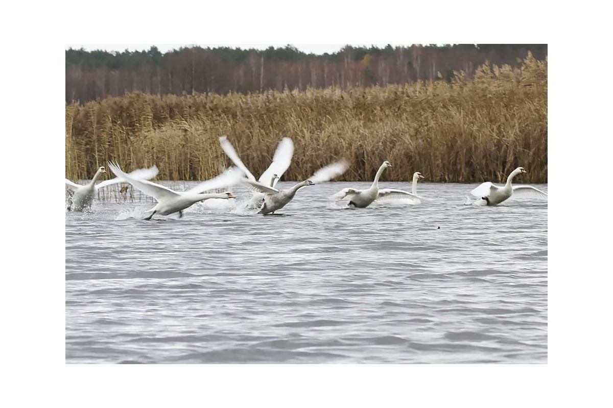 На Чернігівщині стартує акція "Нагодуємо птахів узимку"