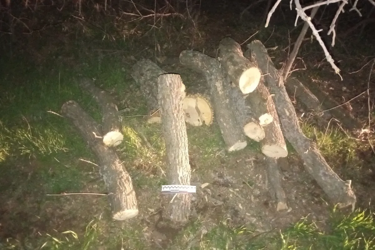 Чоловіку повідомлено про підозру у незаконній порубці дерев, що завдало шкоду на понад 125 тис грн