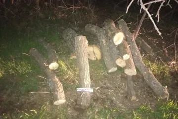 ​Чоловіку повідомлено про підозру у незаконній порубці дерев, що завдало шкоду на понад 125 тис грн