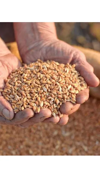 ​Зупинити війну чи бойові дії: як поновити експорт зерна з України