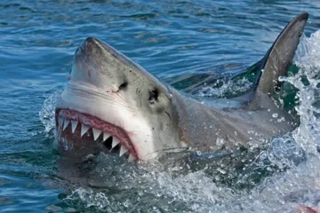 ​Нападение акулы на украинцев в Египте: появились подробности трагедии
