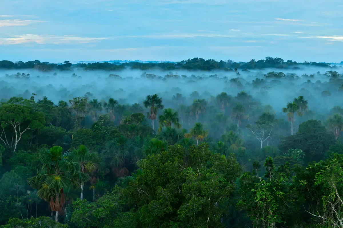 Як ліси Всесвітньої спадщини ЮНЕСКО відіграють життєво важливу роль у пом'якшенні наслідків зміни клімату