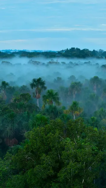 ​Як ліси Всесвітньої спадщини ЮНЕСКО відіграють життєво важливу роль у пом'якшенні наслідків зміни клімату
