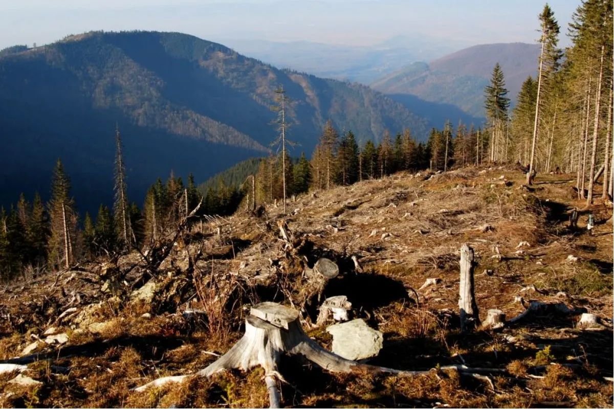 За вырубку лесов нужно в первую очередь наказывать чиновников, но государство чхать хотело