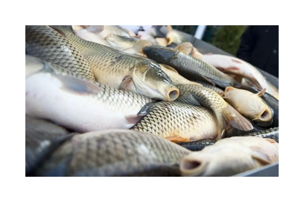 З 1 листопада на Дніпропетровщині забороняється вилов риби у зимувальних ямах