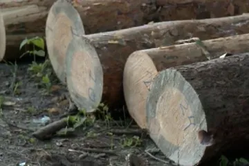 ​Вырубка 1 363 деревьев под Киевом нанесла ущерб на сумму свыше 11 млн, открыто уголовное производство. ДОКУМЕНТ
