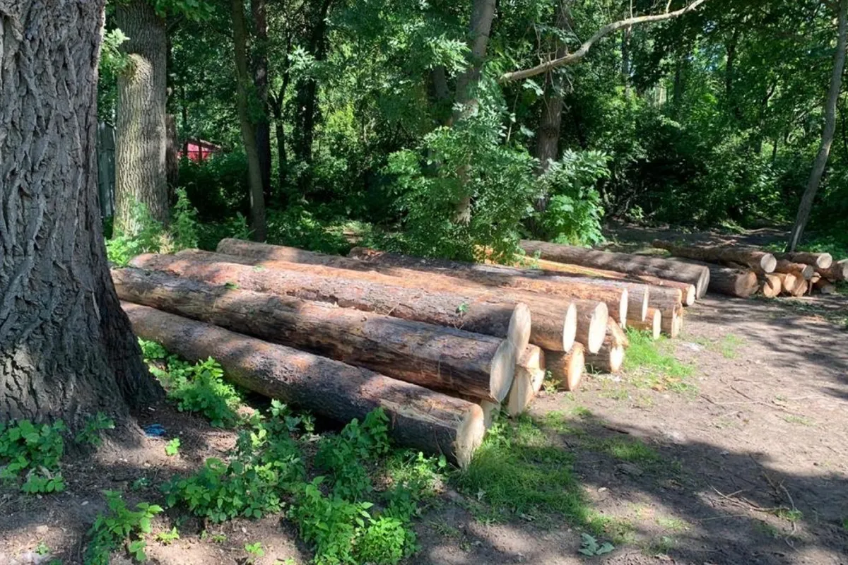 Вырубка 1 363 деревьев под Киевом нанесла ущерб на сумму свыше 11 млн, открыто уголовное производство. ДОКУМЕНТ