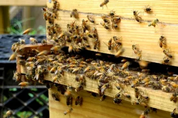 ​Бджоли визнані найважливішими істотами на Землі