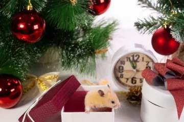 ​  			Год Крысы: чем запрещено украшать новогоднюю ёлку		