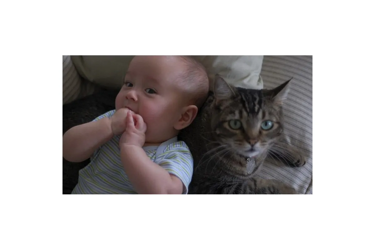   			Игорь Мизрах: Кошки помогают лечить детей		