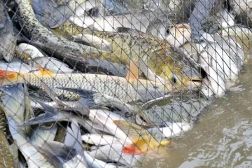 ​  			Криза вітчизняної рибної галузі		