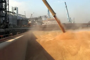 ​  			Как Украине «отмыть» «серое» зерно		