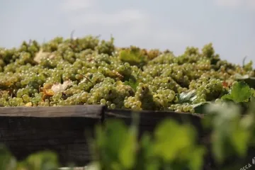 ​  			Сбор урожая для благородного напитка: как и где в Одесской области собирают виноград (фото)		
