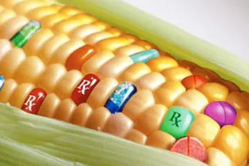 ​  			В ЕС разрешили использовать пять ГМО-культур		