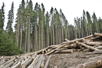 ​  			В Гослесагентстве не интересуются сохранением лесов, растрачивая бюджет на содержание чиновников		