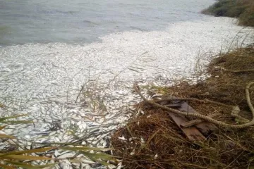 ​  			В Херсонской области массовый мор. Погибло около 2 миллионов рыб. Фото экокатастрофы		
