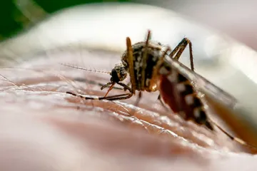 ​  			Твиттер заблокировал японца из-за убийства комара		
