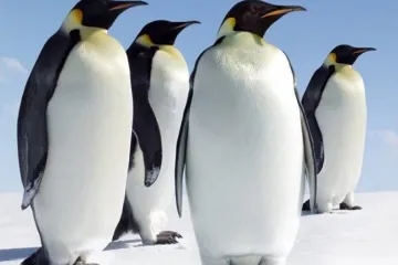 ​  			В Дании пингвины-геи похитили малыша у соседей по зоопарку (видео)		