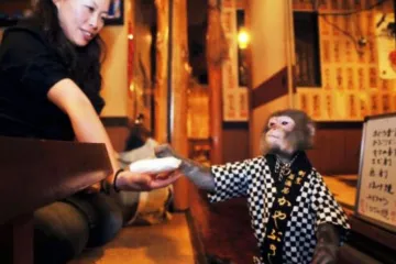 ​  			В Японии обезьяны работают официантами		
