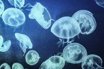 ​Почему медузы – угроза человечеству