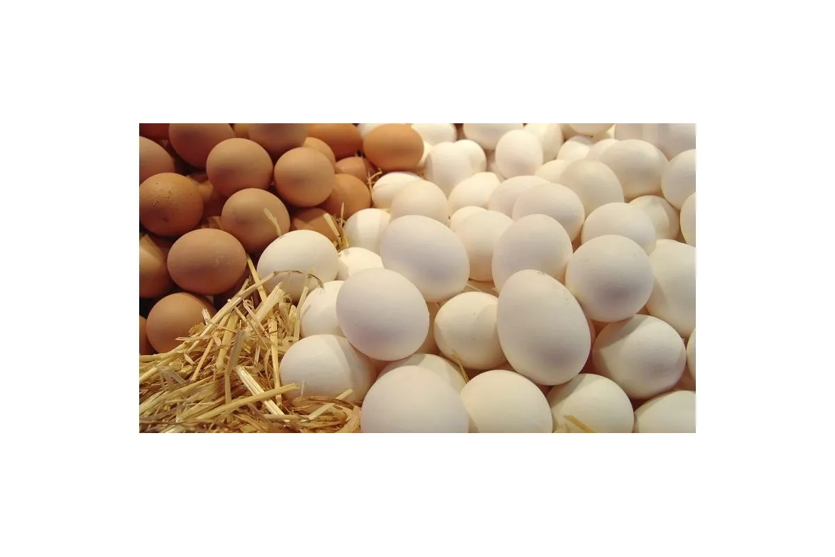   			Латвійські виробники яєць звинувачують українських у нечесній конкуренції		