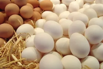 ​  			Латвійські виробники яєць звинувачують українських у нечесній конкуренції		