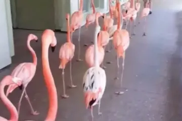 ​  			Эвакуацию фламинго из-за урагана сняли на видео		