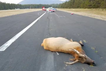 ​  			В США самолет столкнулся с двумя оленями		