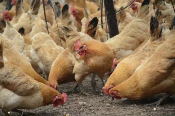 ​Підписана угода з ЄС про збільшення квот для українських експортерів м'яса птиці