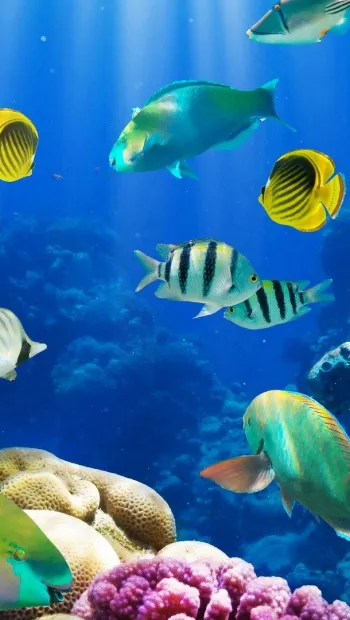​ЮНЕСКО запускає глобальний проект е-ДНК для вивчення вразливості видів до зміни клімату на морських об'єктах Всесвітньої спадщини 