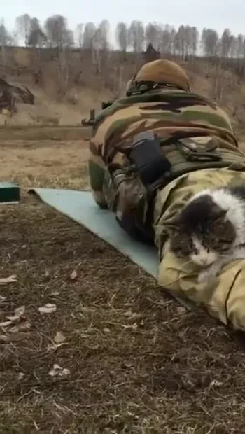 ​🐈 Cat battalion. Even Ukrainian cats are against Putin