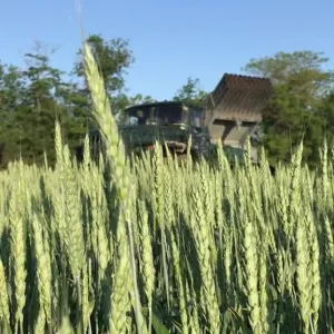 ​Наші герої посеред української пшениці