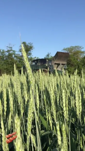 ​Наші герої посеред української пшениці