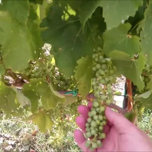 ​Лікування виноградника в Токайському районі