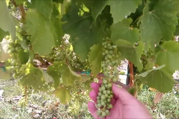 ​Лікування виноградника в Токайському районі