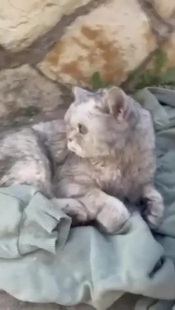 ​У Туреччині врятували кота, який провів під завалами після землетрусу майже 50 днів, — повідомляє Anadolu